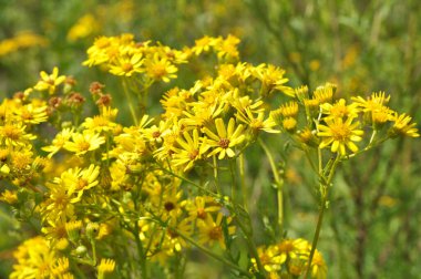 Vahşi doğada, Jacobaea vulgaris bitkisi otların arasında yetişir.