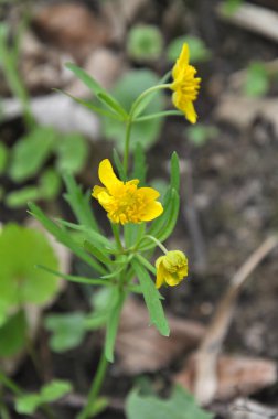 Buttercup kashubian (Ranunculus cassubicus) vahşi doğada çiçek açar