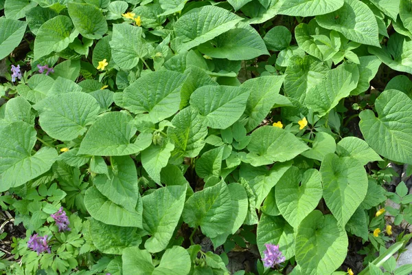 Het Voorjaar Het Bos Het Wild Groeit Symphytum Cordatum — Stockfoto