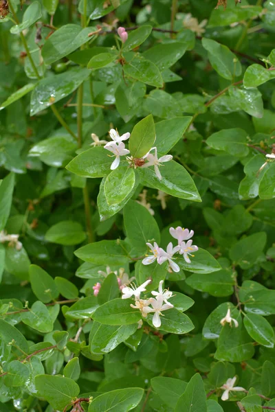 Honeysuckle Lonicera Blooms Nature Spring — Stock Photo, Image