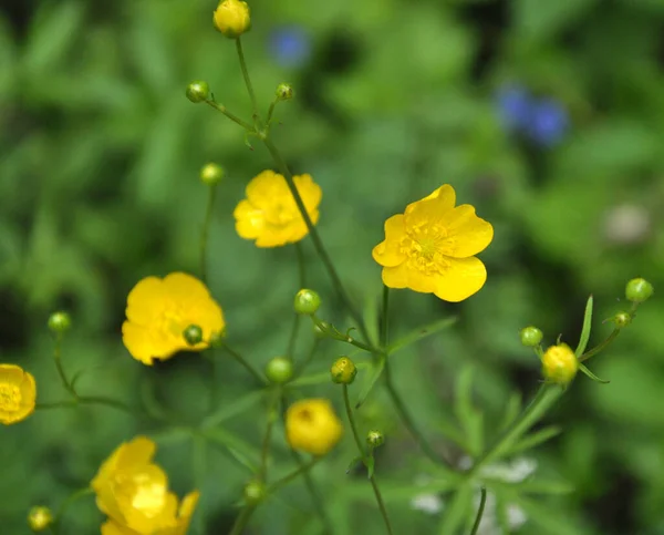 Dans Nature Renoncule Ranunculus Fleurit Dans Prairie — Photo