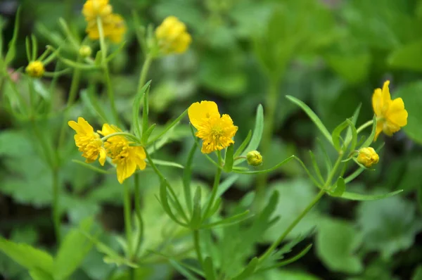 Máslový Kašubský Ranunculus Cassubicus Kvete Volné Přírodě Lese — Stock fotografie