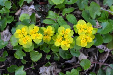 İlkbaharda vahşi doğada krisosplenyum alternatif neşter açar.