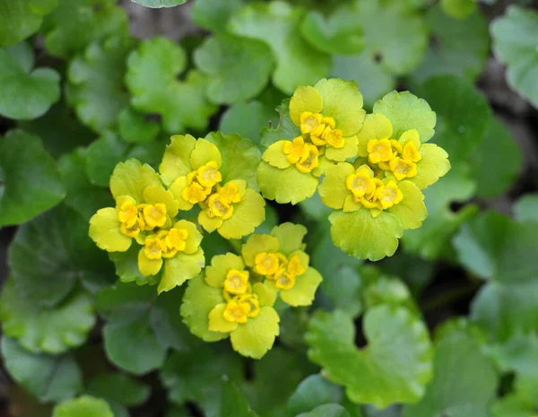 Chrysosplenium Alternifolium Kwitnie Wolności Wiosną — Zdjęcie stockowe