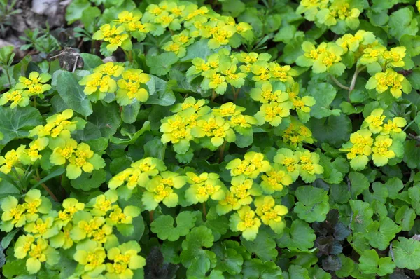 Chrysosplenium Alternifolium Floresce Natureza Primavera — Fotografia de Stock