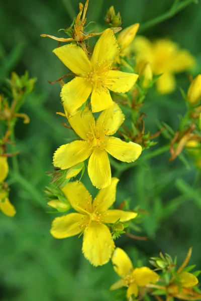 Divočině Lese Květ Hypericum Perforatum — Stock fotografie