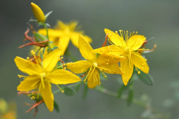 Vadonban Erdőben Virágzik Hypericum Perforatum — Stock Fotó