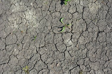 Isı yüzünden tarlada verimli topraklar çatladı.