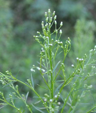 Erigeron kanadensis yazın doğada yetişir.
