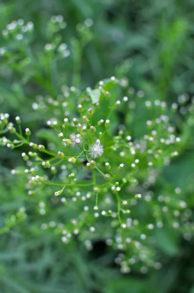 Erigeron Canadensis Crece Naturaleza Verano —  Fotos de Stock