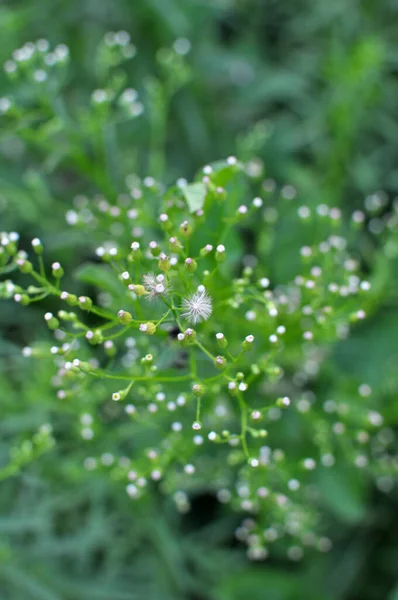 Erigeron Kanadensis Yazın Doğada Yetişir — Stok fotoğraf