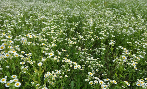 Nyár Réten Virágzik Vad Erigeron Annuus — Stock Fotó