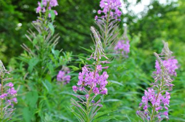 Epilobiyum angustifolium yazın vahşi doğada çiçek açar.