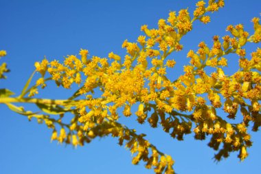 Solidago canadensis yazın sonlarında vahşi bir şekilde çiçek açar.