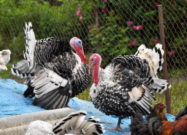 Kırsal bir arka bahçede ev hindisi sürüsü