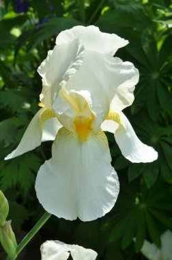 Baharda, süsen çiçekleri çiçek açar.