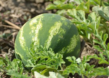 Tarlada, açık arazide olgun karpuzlar.