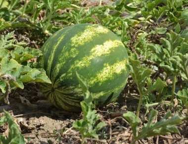 Tarlada, açık arazide olgun karpuzlar.