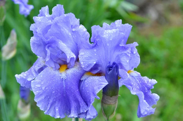 Primavera Los Iris Florecen Parterre —  Fotos de Stock