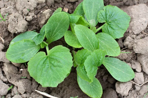 Young Seedlings Zucchini Grow Open Organic Soil — Stock Photo, Image
