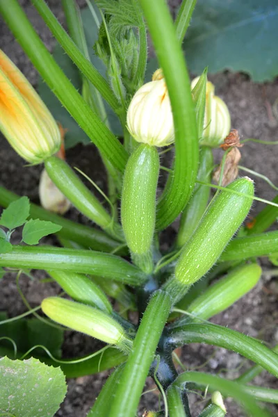 Courgette Fruits Flowers Leaves Growing Land — Stock Photo, Image