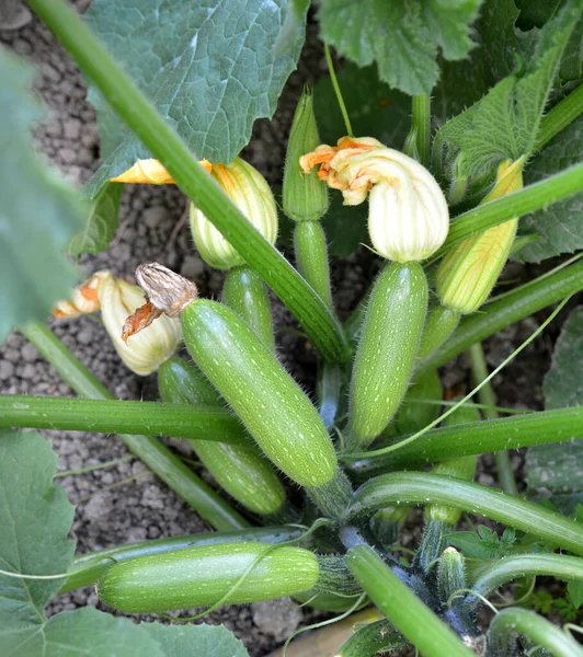 Courgette Fruits Flowers Leaves Growing Land — Stock Photo, Image