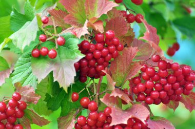 Guelder gülü (Viburnum opulus) çalıların dalında olgunlaşan kırmızı dutlar
