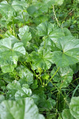 Mallow (Malva pusilla, Malva rotundifolia) yazın vahşi doğada yetişir