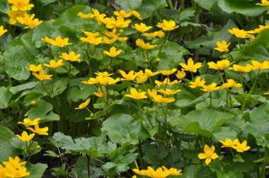 Baharda, Caltha Palustris nemli alder ormanında yetişir. 