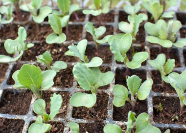 Plastik kasetlerde organik toprakla yetişen lahana tohumları..