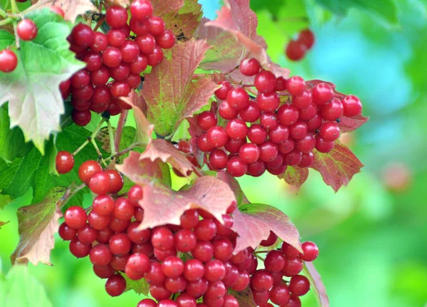 Guelder gülü (Viburnum opulus) çalıların dalında olgunlaşan kırmızı dutlar