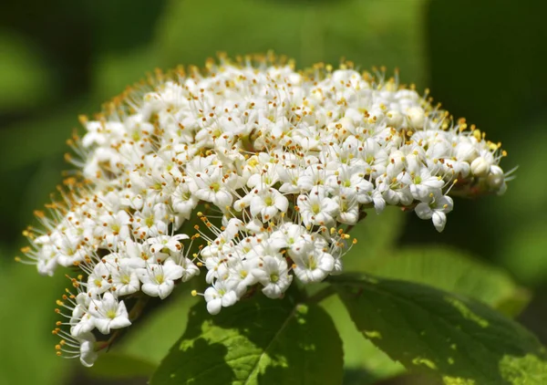 Wiosną Dzikich Kwiatach Viburnum Viburnum Lantana — Zdjęcie stockowe