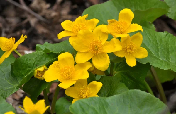 Frühling Wächst Caltha Palustris Feuchten Erlenwald — Stockfoto