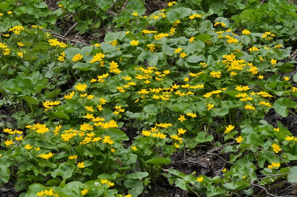 Baharda, Caltha Palustris nemli alder ormanında yetişir.