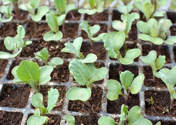 Mudas Repolho Cultivadas Cassetes Plástico Com Solo Orgânico — Fotografia de Stock