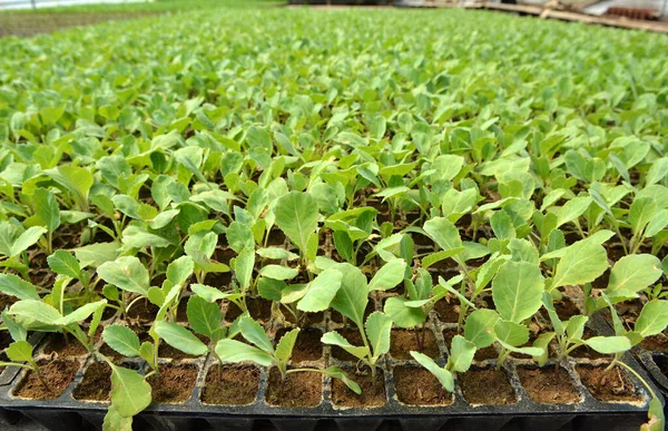 用塑料盒装 有机土壤种植的卷心菜种子 — 图库照片