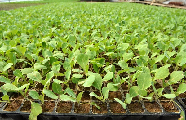 Mudas Repolho Cultivadas Cassetes Plástico Com Solo Orgânico — Fotografia de Stock