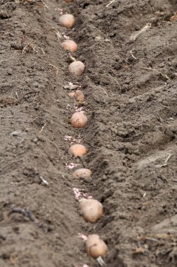 Çiftlik arazisinde, tohum patatesleri paketlenmeden önce toprağa ekilir.