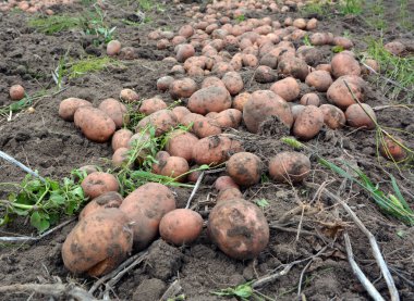 Çiftlik tarlasında kazılan patates mahsulü bir sırada yatıyor..