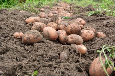 Çiftlik tarlasında kazılan patates mahsulü bir sırada yatıyor..