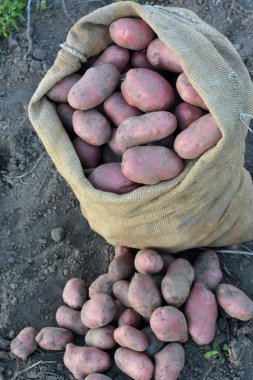 Patatesler tarlada bir çantada toplanır.