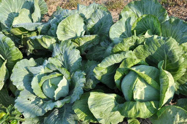 Cabbage Grows Organic Open Ground Garden — Stock Photo, Image