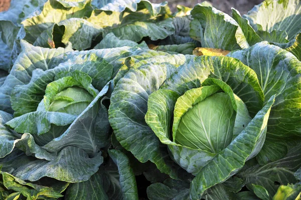 Cabbage Grows Organic Open Ground Garden — Stock Photo, Image