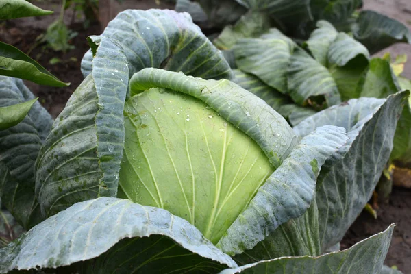 Cabbage Grows Organic Open Ground Garden — Stock Photo, Image