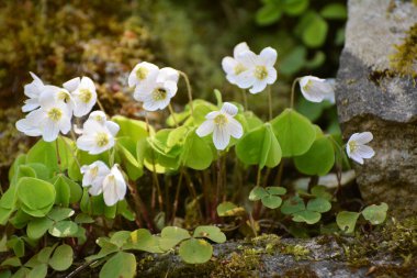 Vahşi ormanda ilk bahar çiçekleri Oxalis acetosella çiçek. 