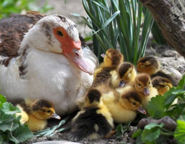 Dişi misk ördeği (Cairina moschata) ve iki günlük yavrusu.