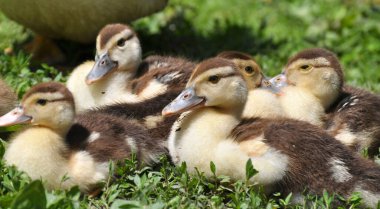 Genç misk ördekleri birkaç yaşında ürerler (Cairina moschata).