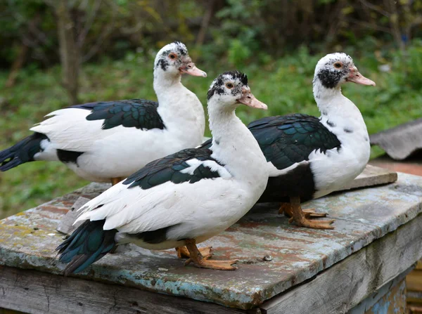 Grupo Patos Almiscarados Adultos Cairina Moschata — Fotografia de Stock