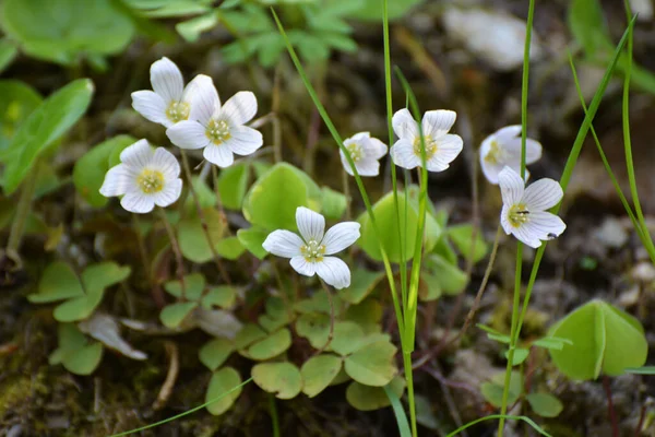 Wild Woods First Spring Flowers Bloom Oxalis Acetosella — Stock Photo, Image