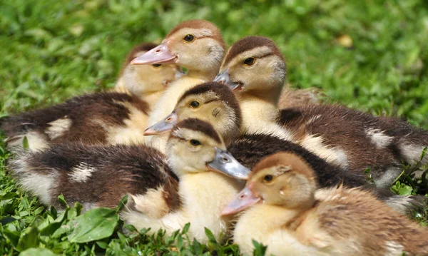 Young Musk Ducks Breed Cairina Moschata Age Few Days — Stock Photo, Image